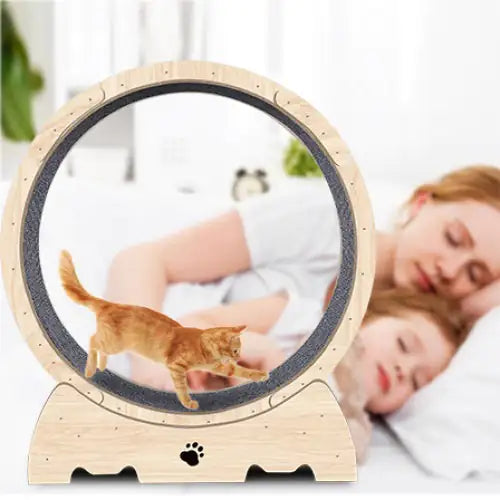 exercices pour chat
